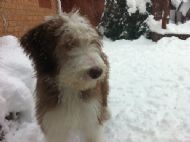 26.11.2010 Alfie loves the snow